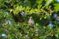 Female House finch resting on branch